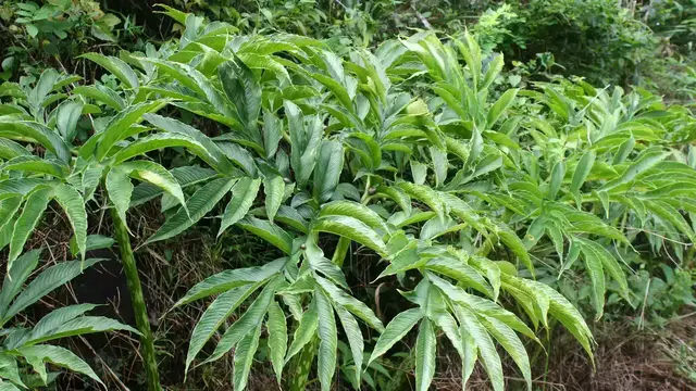 Potensi Bisnis Tanaman Porang